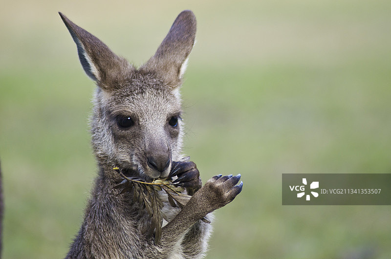 松鼠进食特写图片素材