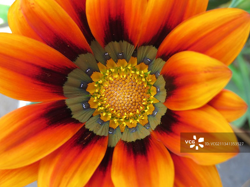 葡萄牙马德拉的橙色花朵特写图片素材