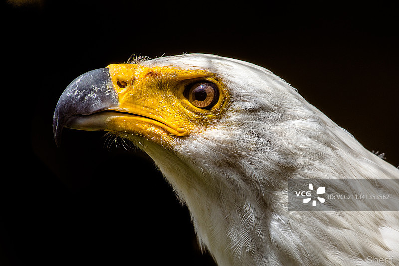 黑背景下的秃鹰特写镜头图片素材