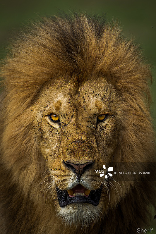 狮子特写图片素材