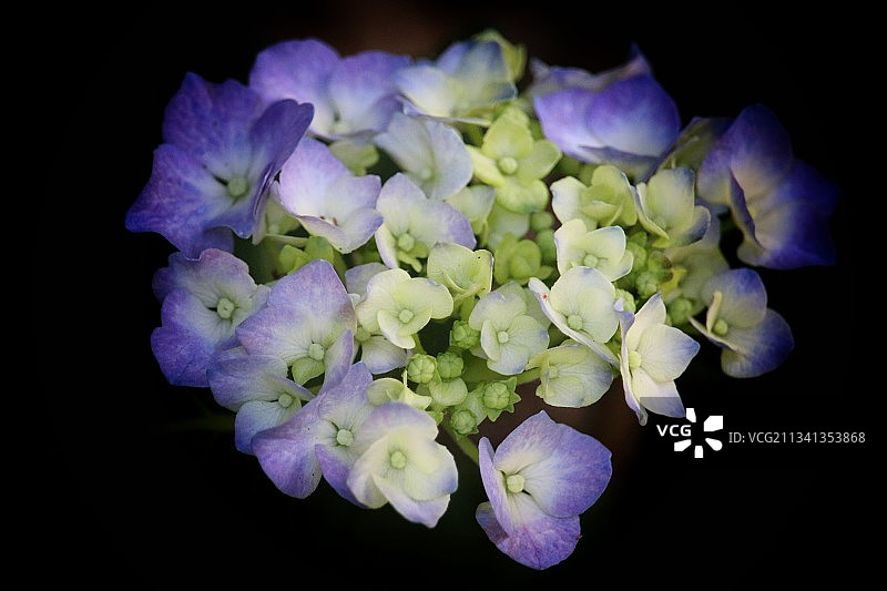 紫色绣球花特写，黑色背景图片素材