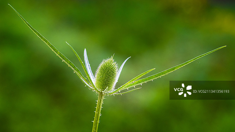 特写的植物图片素材