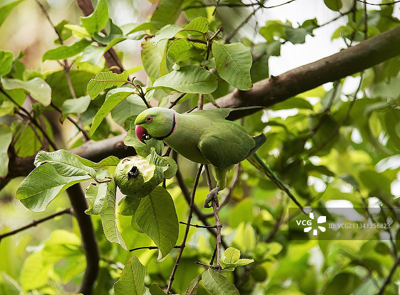 栖息在树上的长尾鹦鹉特写，蒂鲁内尔维利，泰米尔纳德邦，印度图片素材