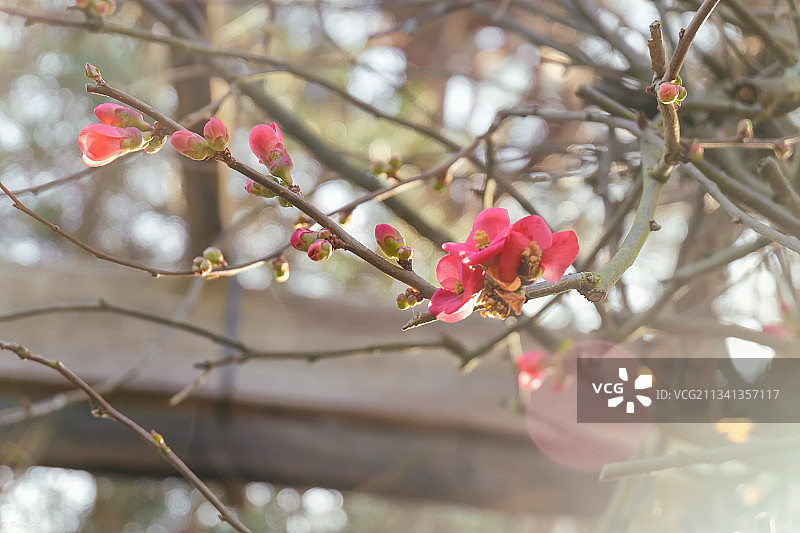 春季粉红樱花的特写图片素材