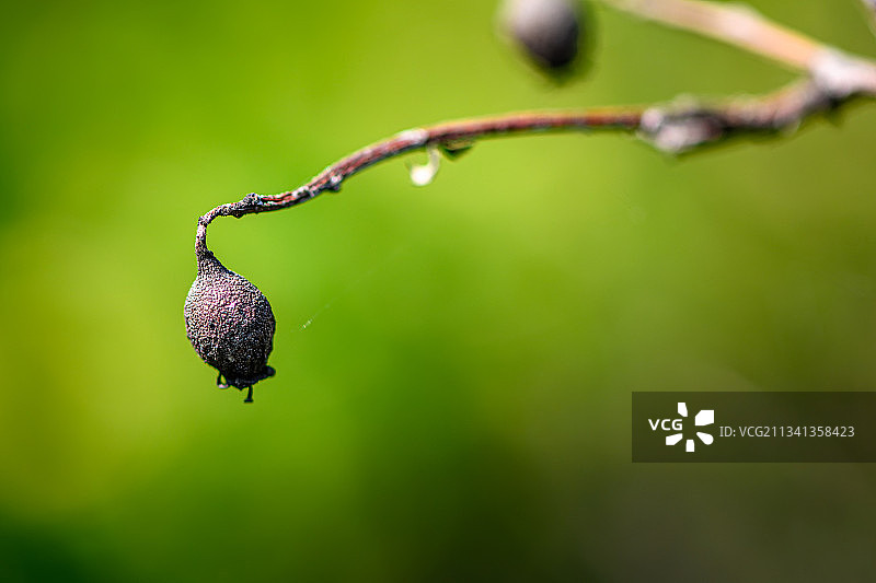 乌克兰尼古拉耶夫湿润植物特写图片素材