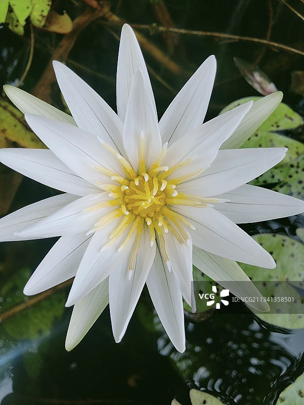 白色睡莲特写图片素材