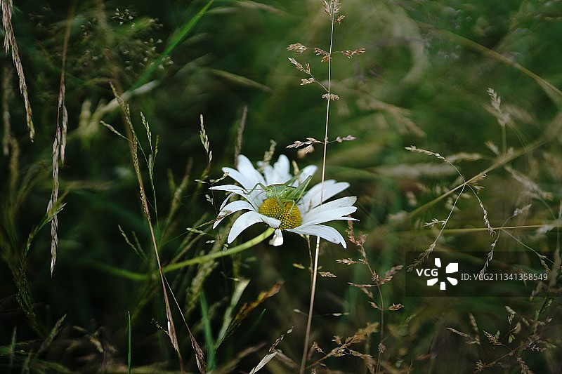 德国田野上的白色开花植物特写图片素材