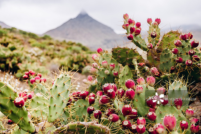 仙人掌特写图片素材