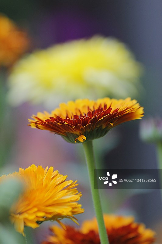 加拿大多伦多阿贾克斯的黄色植物特写图片素材