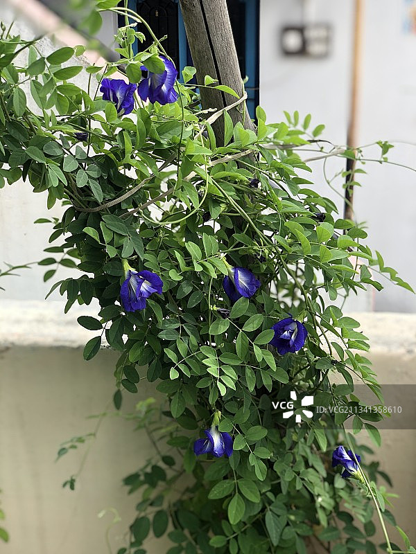 印度泰米尔纳德邦马杜赖紫色植物特写图片素材