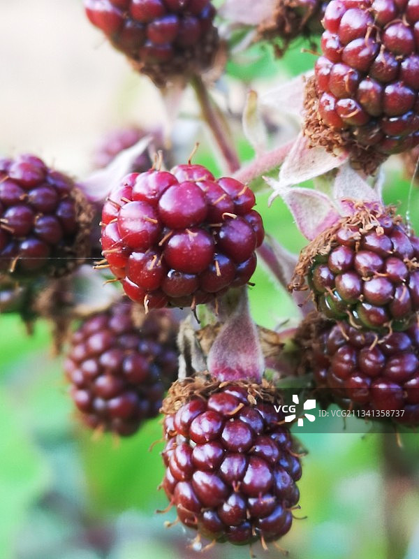 匈牙利树上生长的浆果特写图片素材