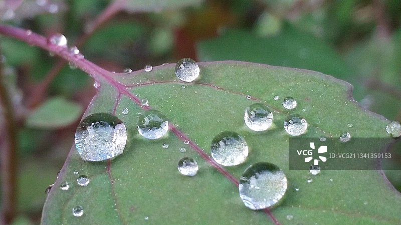 树叶上雨滴的特写镜头图片素材