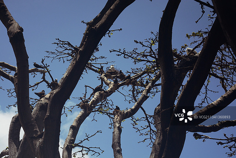 低角度仰视晴朗蓝天下的光秃树木图片素材