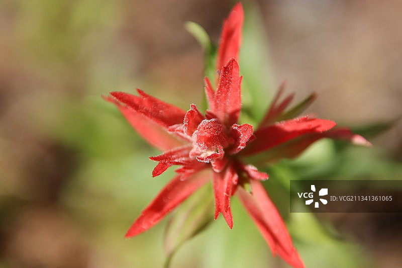 红色开花植物的特写图片素材