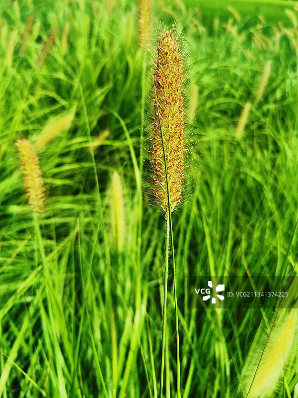 青青狼尾草图片素材