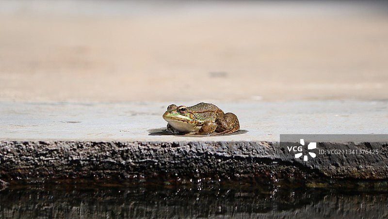 青蛙在挡土墙上的特写图片素材