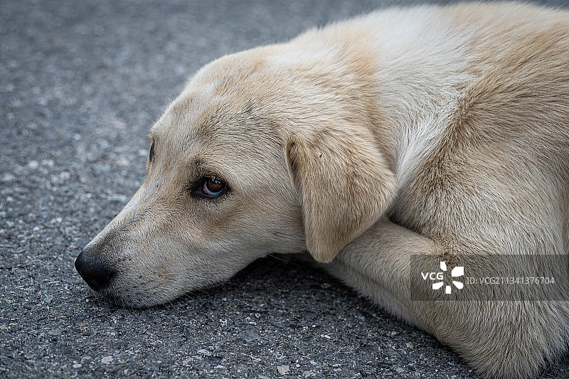 躺在路上的纯种寻回犬特写图片素材