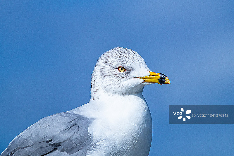 美国佛罗里达州塔彭斯斯普林斯清澈蓝天下海鸥特写图片素材