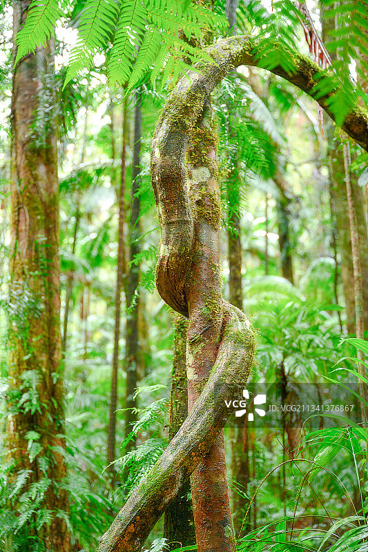 森林中树干的特写，澳大利亚新南威尔士州查农图片素材