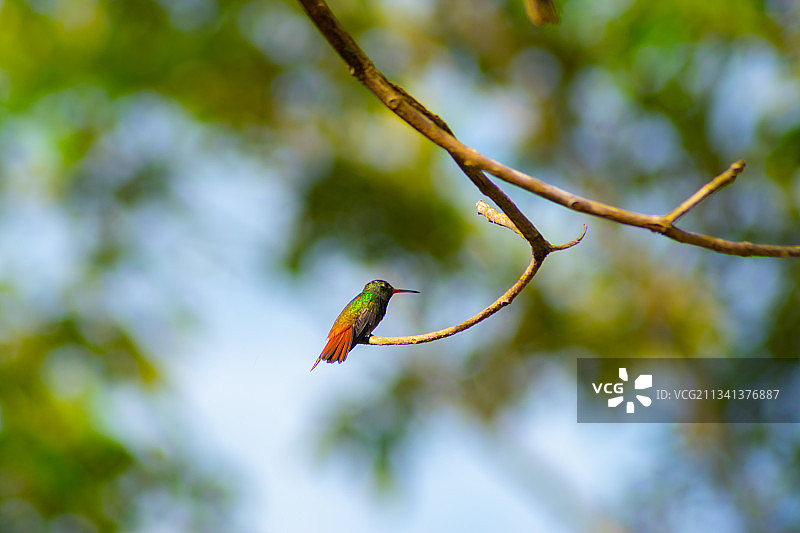 低角度拍摄：蓝颏蓝宝石蜂鸟栖息在树枝上图片素材