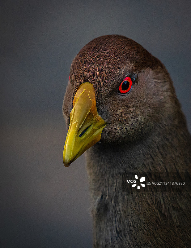 水鸭特写图片素材
