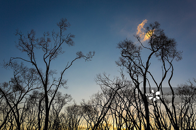 日落时分天空下的光秃秃的树木轮廓图片素材
