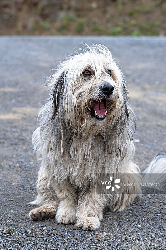 路上的纯种狗特写图片素材