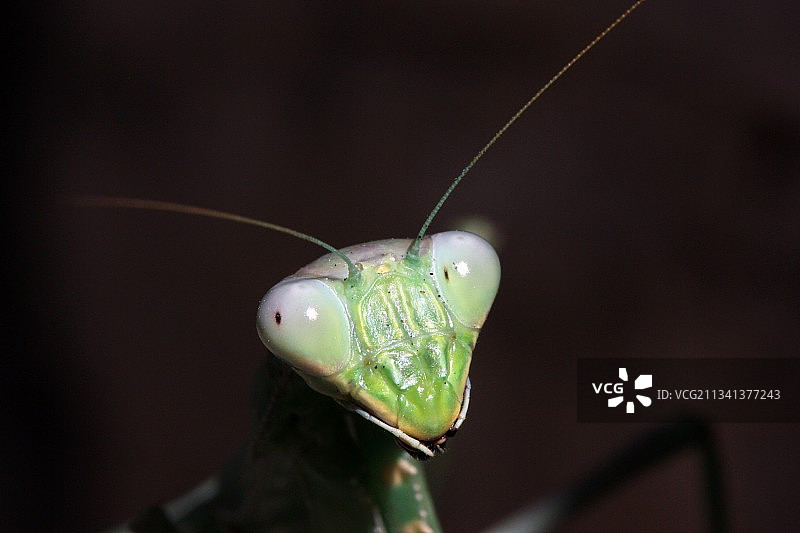 树叶上昆虫的特写镜头图片素材