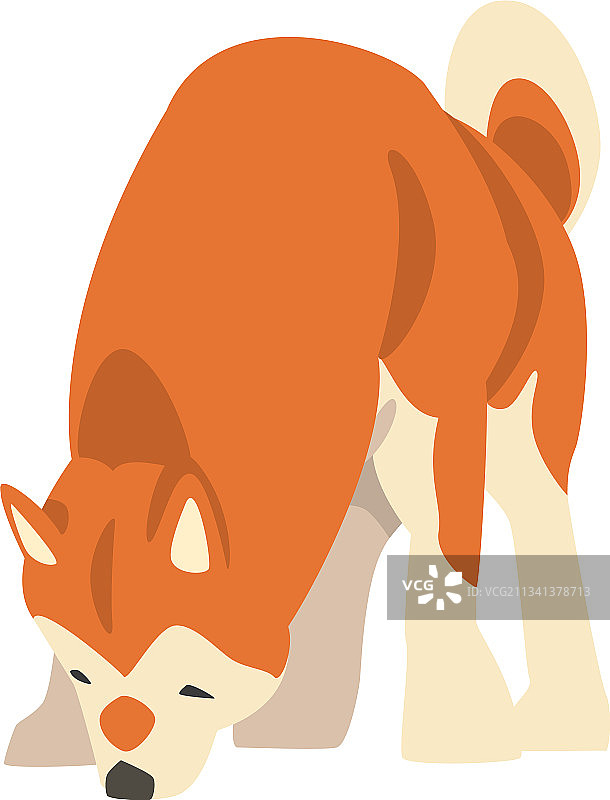 日本猎犬品种柴犬图片素材