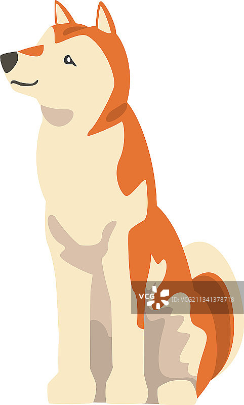 日本猎犬品种柴犬图片素材