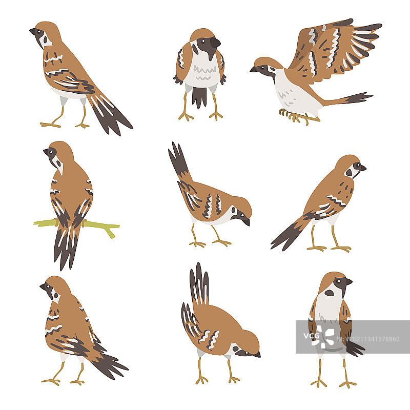 棕灰色小麻雀图片素材