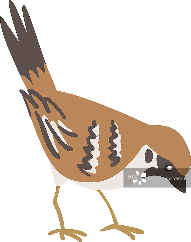 棕灰色小麻雀图片素材