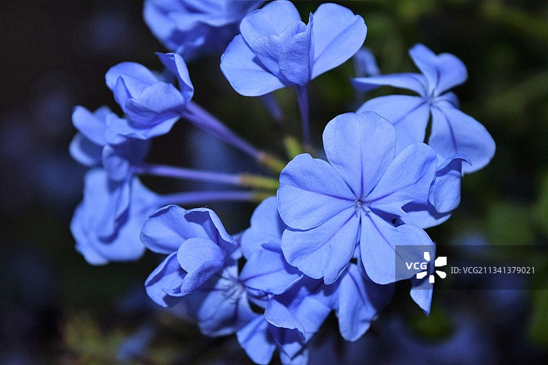 紫色开花植物的特写图片素材