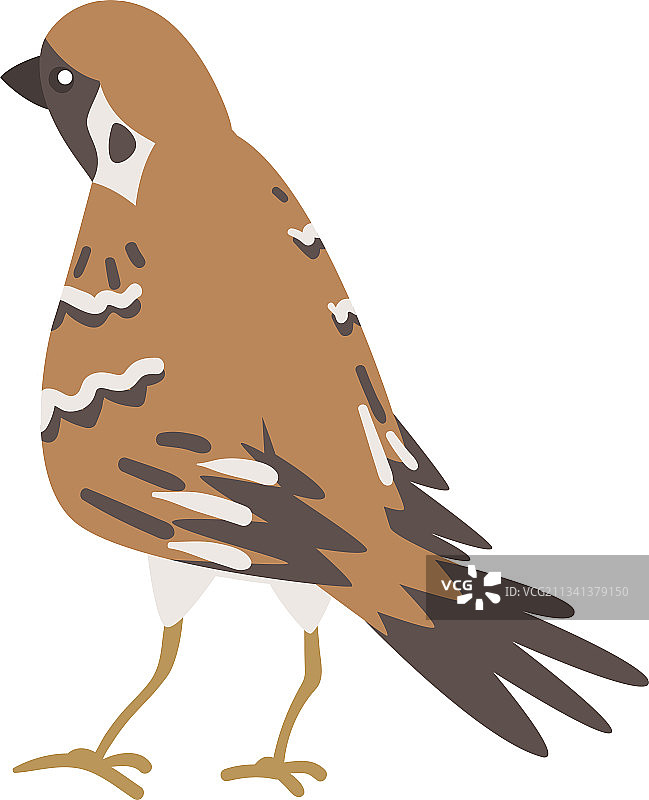 棕灰色小麻雀图片素材