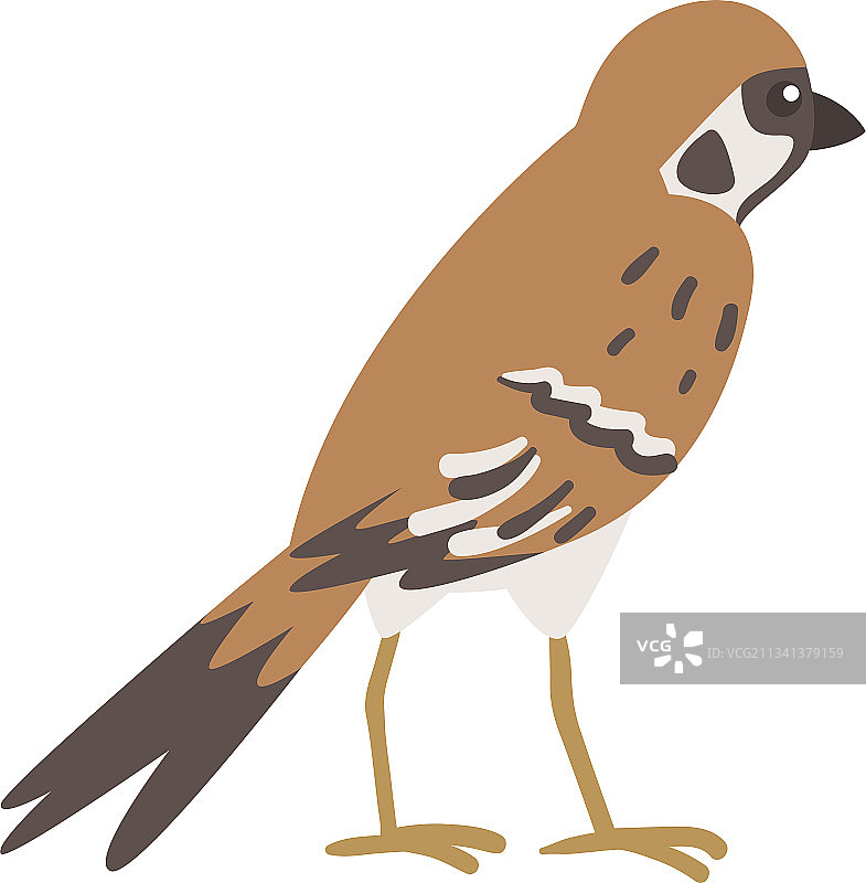 棕灰色小麻雀图片素材