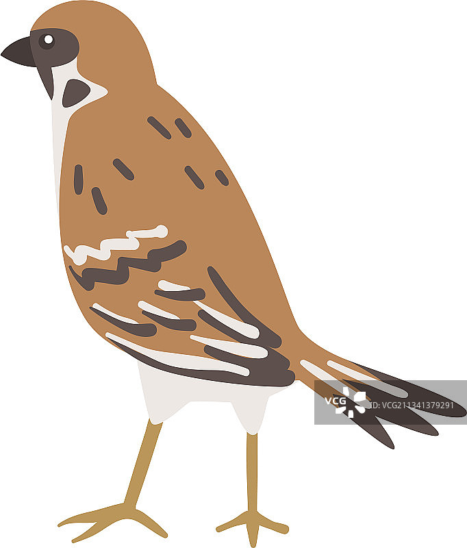 棕灰色小麻雀图片素材