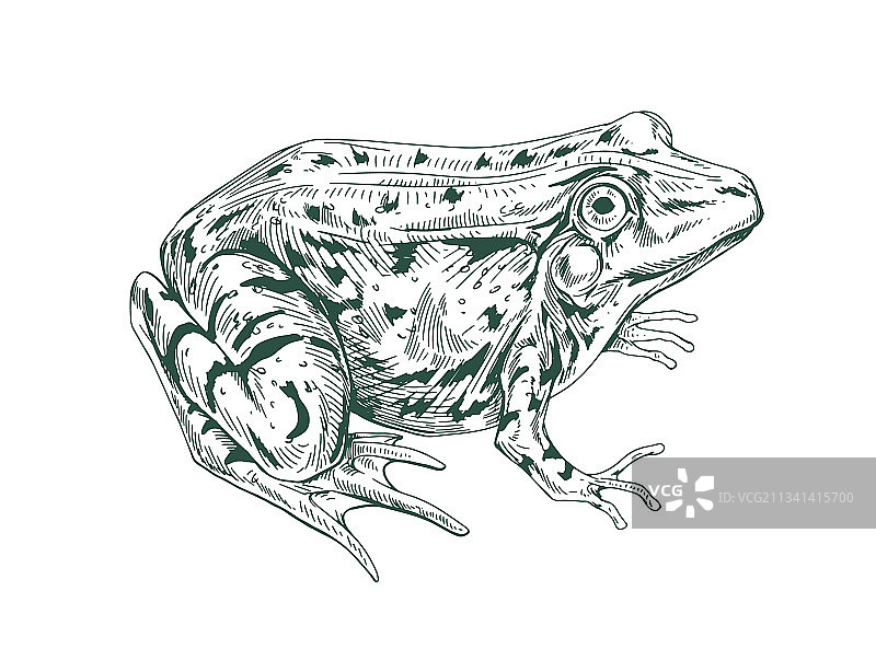 复古风格绘制的大型成年青蛙图片素材