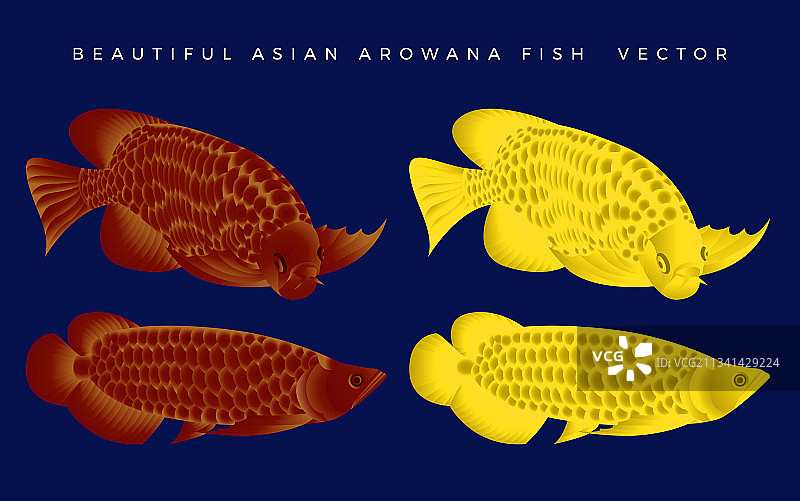 精美金龙鱼素材合集图片素材