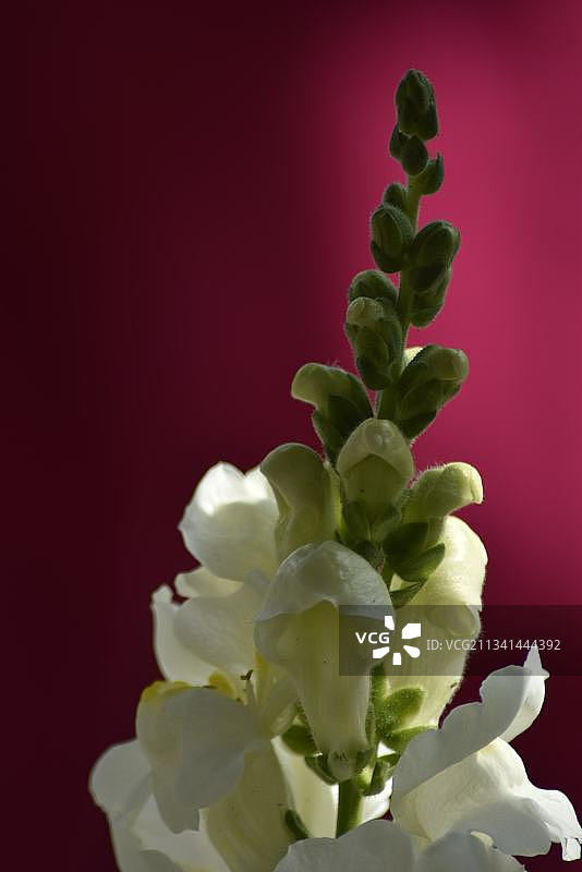 白色开花植物特写，黑色背景图片素材