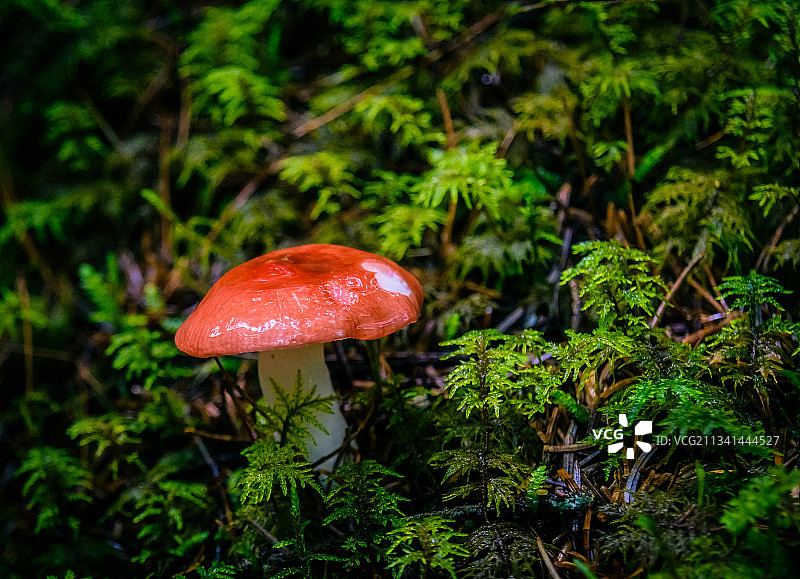 田野中生长的毒蝇伞蘑菇特写图片素材