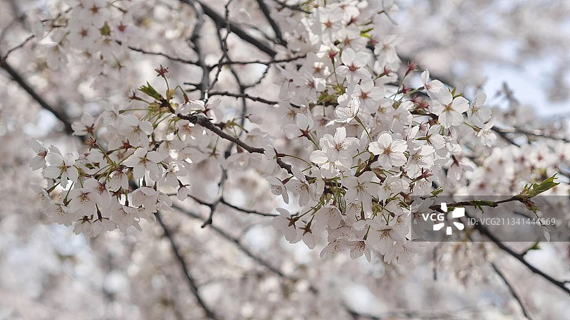 春天樱花的特写图片素材