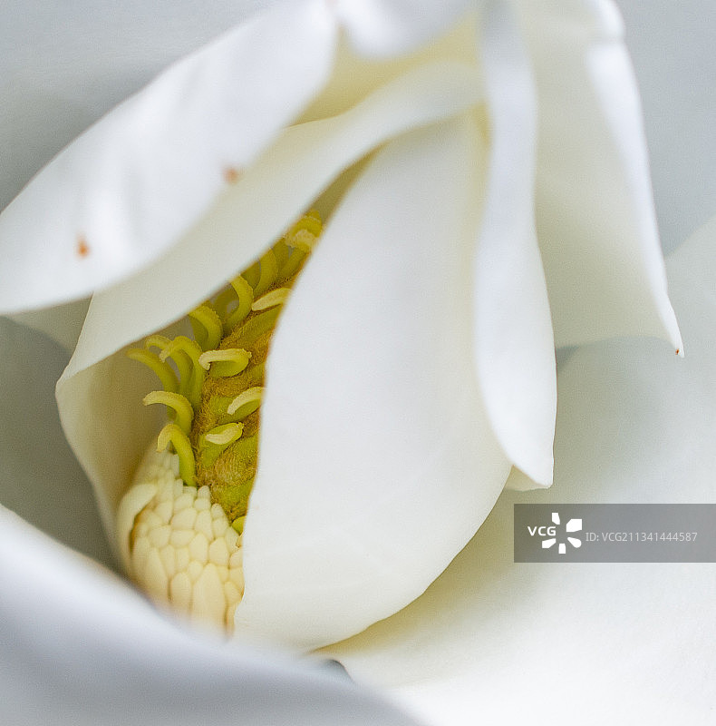 白色花朵的特写图片素材