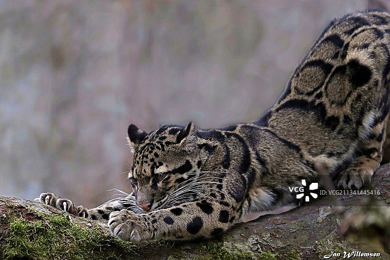 豹子在原野上休息的特写图片素材