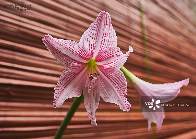 户外盛开的粉色百合花特写图片素材