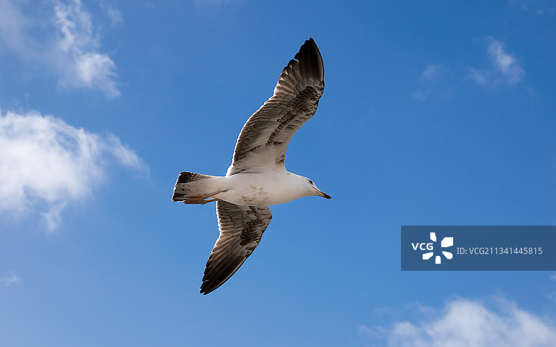 海鸥在天空中飞行的低角度视图图片素材
