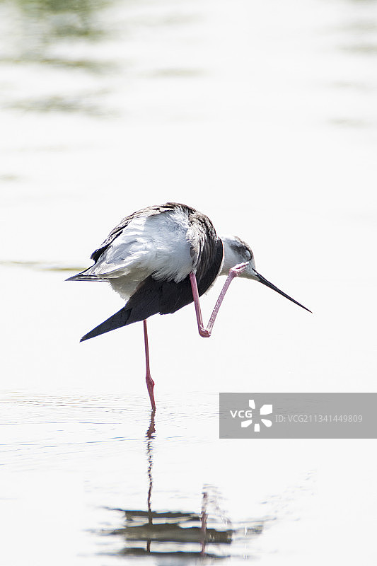 长腿鹬图片素材