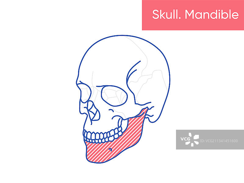 人体颅骨解剖结构 - 下颌骨图片素材