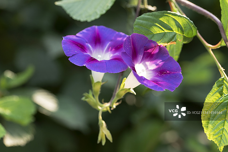 牵牛花图片素材
