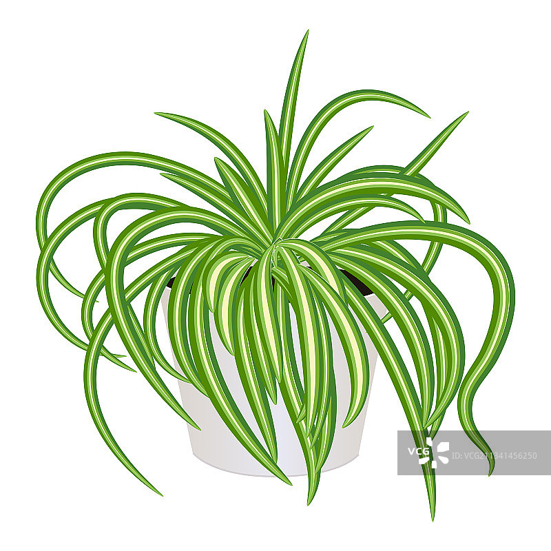 白色背景上的盆栽吊兰图片素材