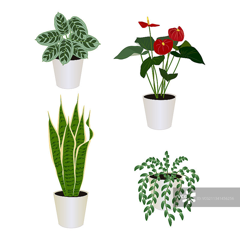 虎尾兰室内植物套装图片素材